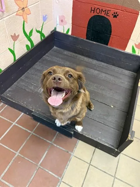 A young medium-sized female Cardigan Welsh Corgi dog named Pippa for adoption in Castaic, CA