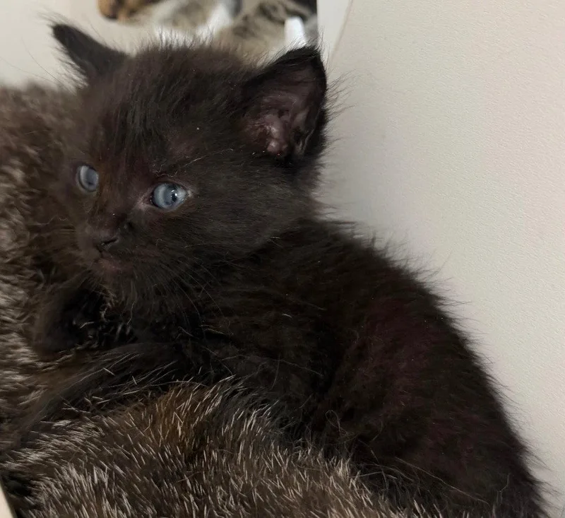 A baby small-sized male Black Domestic Short Hair cat named 26-287 for adoption in Tarboro, NC