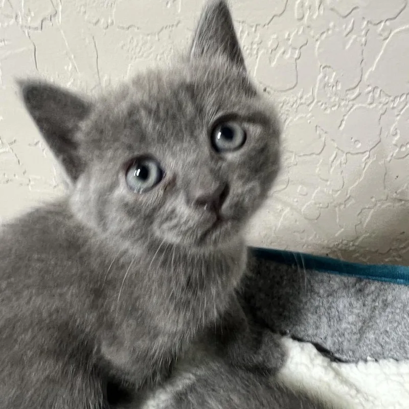 A baby small-sized female Gray / Blue / Silver Domestic Short Hair cat named Skylee for adoption in Las Vegas, NV