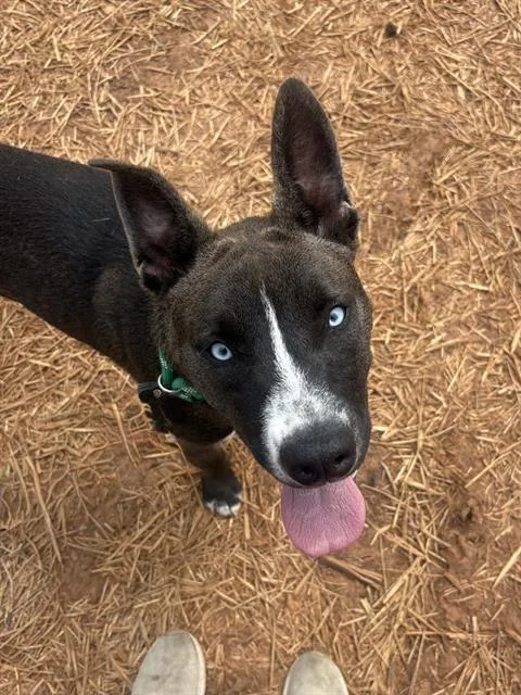 A young medium-sized male Mixed Breed dog named Radar for adoption in Charlotte, NC
