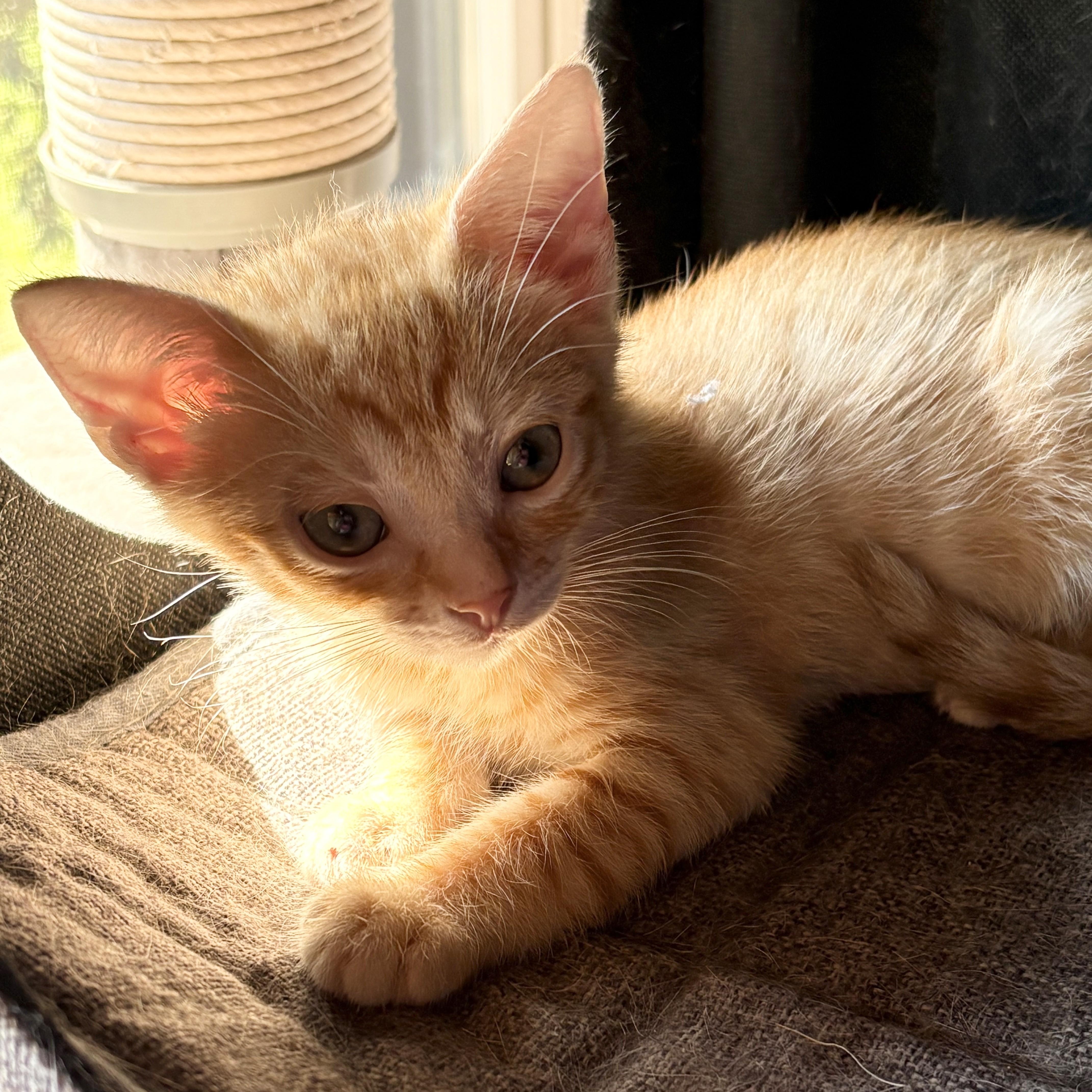 A baby medium-sized female Domestic Short Hair cat named Lenny & Patches for adoption in Charlotte, NC