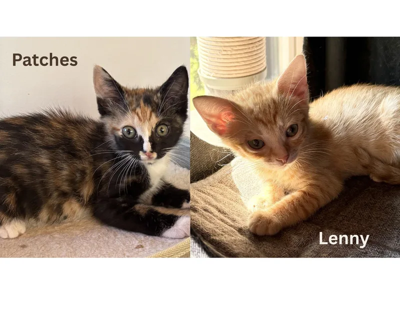 Lenny & Patches thumbnail 4