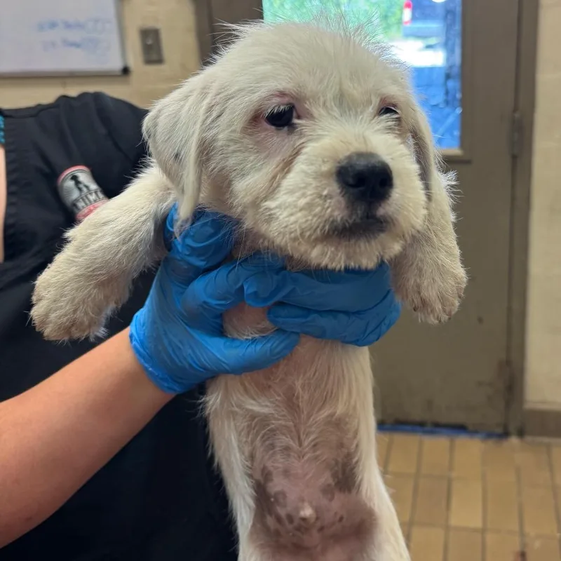 A baby small-sized male Terrier dog named Marcus for adoption in Birmingham, AL