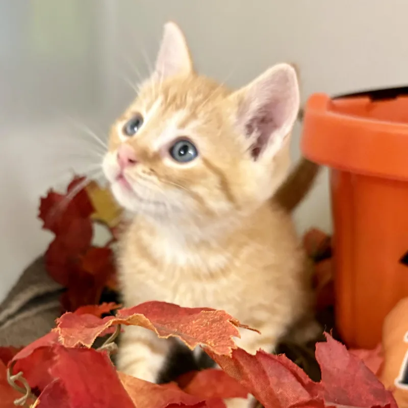 A baby medium-sized male Domestic Short Hair cat named Trick for adoption in Charles City, IA