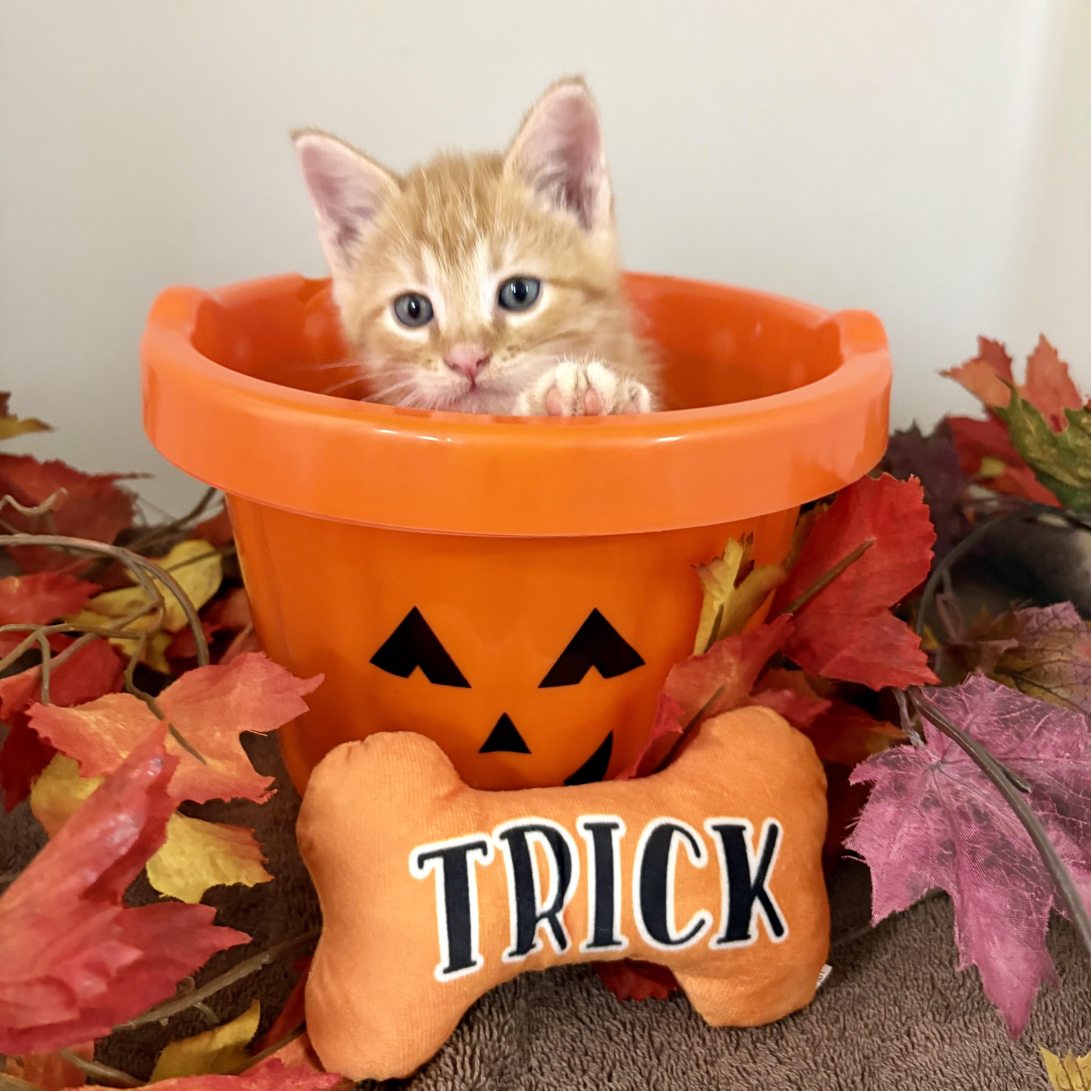 Trick thumbnail 3