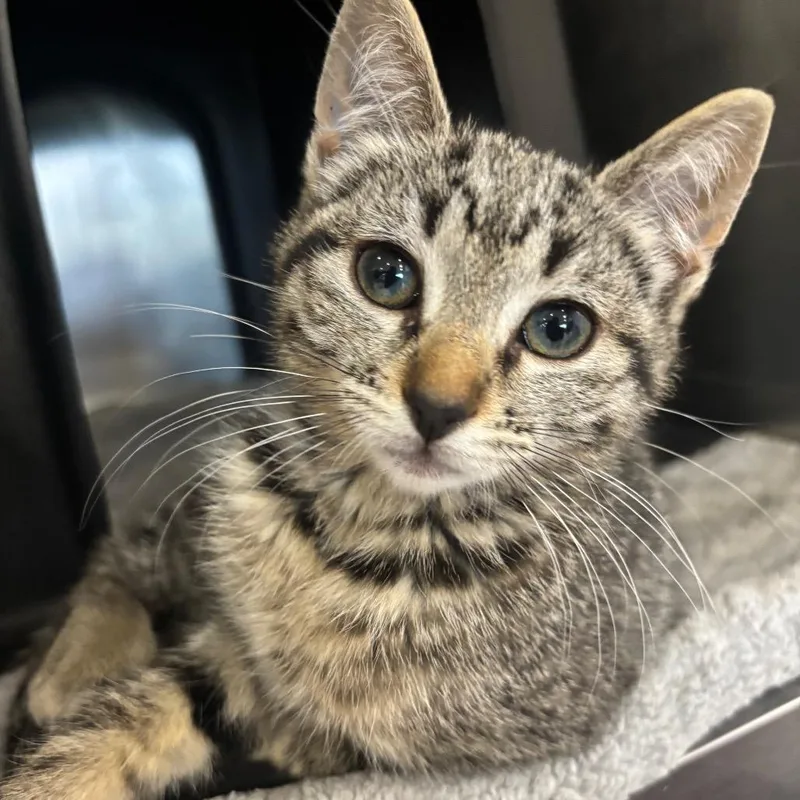 A baby small-sized female Brown / Chocolate Domestic Short Hair cat named Cosmo for adoption in Spokane, WA