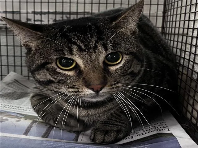 An adult medium-sized male Domestic Short Hair cat named Jack for adoption in Los Angeles, CA