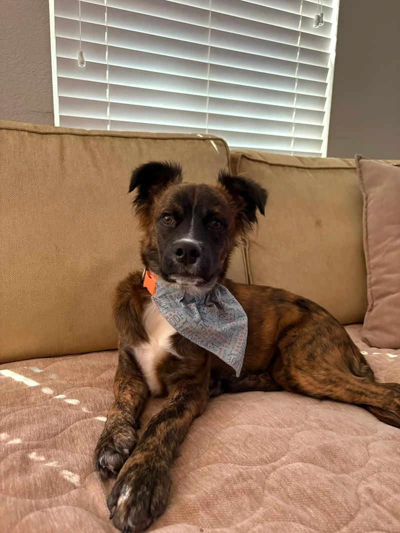 A young small-sized male Brindle Spaniel dog named Bombo for adoption in Tomball, TX