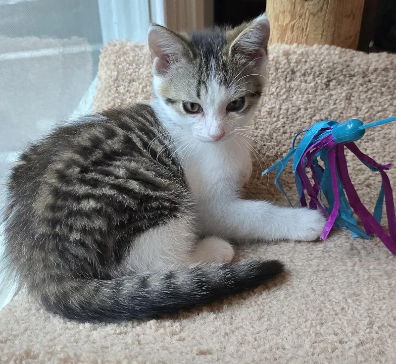 A baby medium-sized male Domestic Short Hair cat named Luke for adoption in Wadsworth, OH