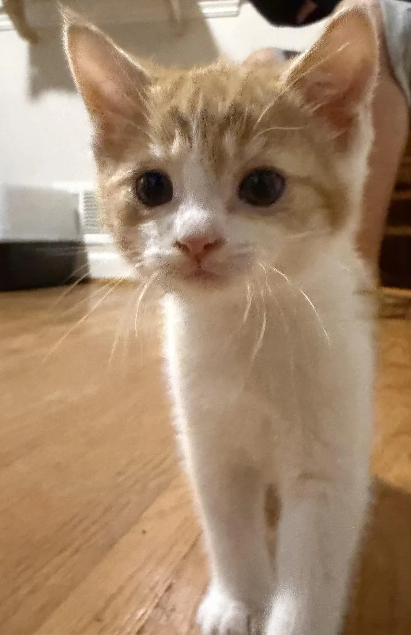 A baby medium-sized male Orange & White Domestic Short Hair cat named Creamsicle for adoption in Victor, NY