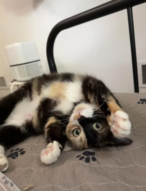 An adult large-sized female Domestic Short Hair cat named Daisy Mae for adoption in Charlotte, NC