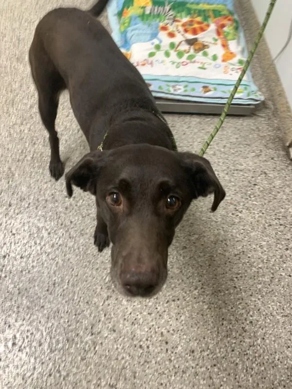 An adult medium-sized female Labrador Retriever dog named Lilly for adoption in Vancouver, WA