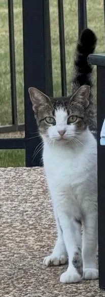 An adult medium-sized female Tabby cat named Margo for adoption in Keller, TX