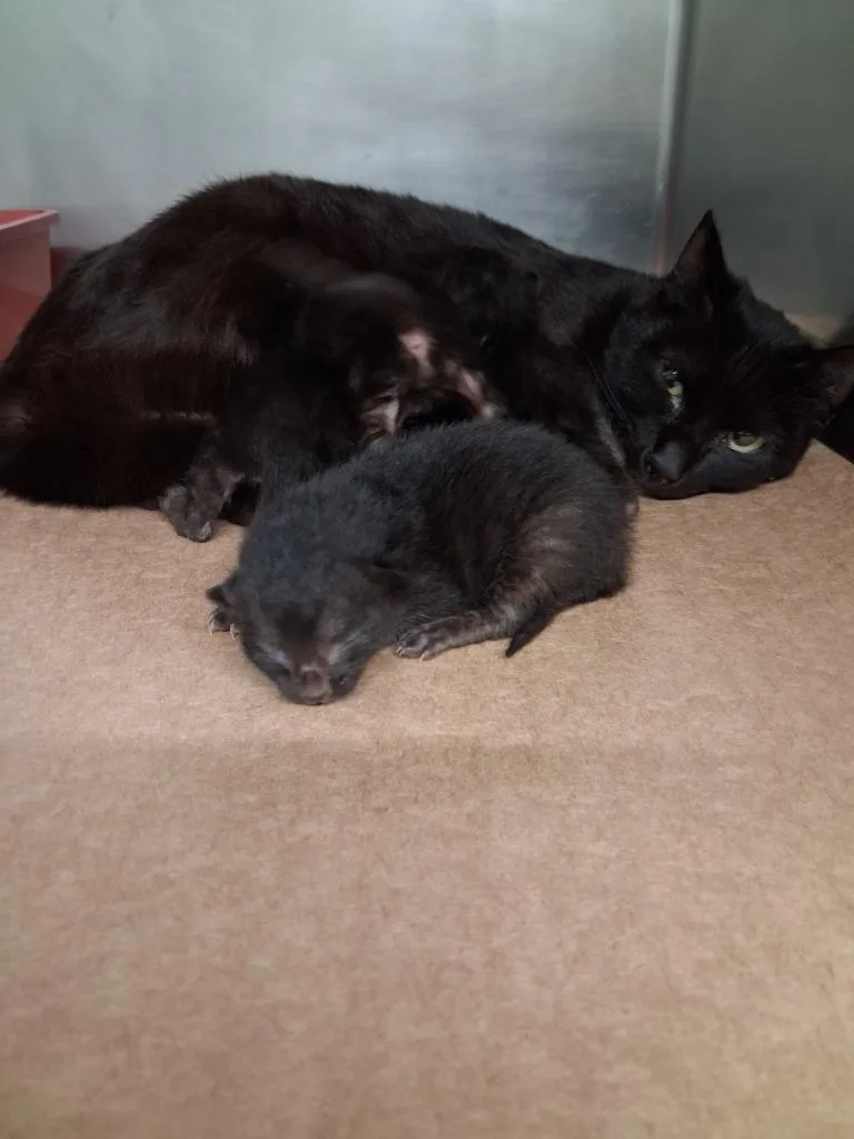 A baby small-sized male Domestic Short Hair cat named Jax for adoption in Cartersville , GA