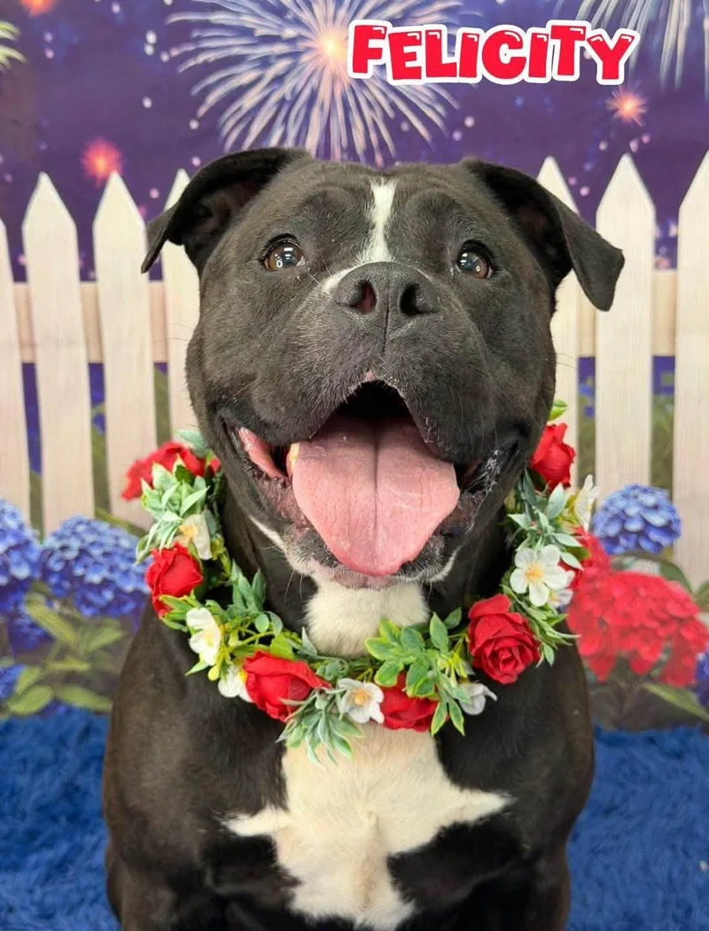 An adult large-sized female Black Mixed Breed dog named Felicity for adoption in Flint, MI