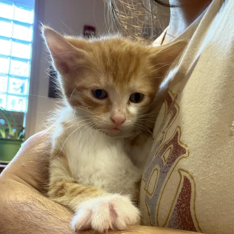 A baby medium-sized male Orange & White Domestic Short Hair cat named Orion for adoption in Buffalo, NY