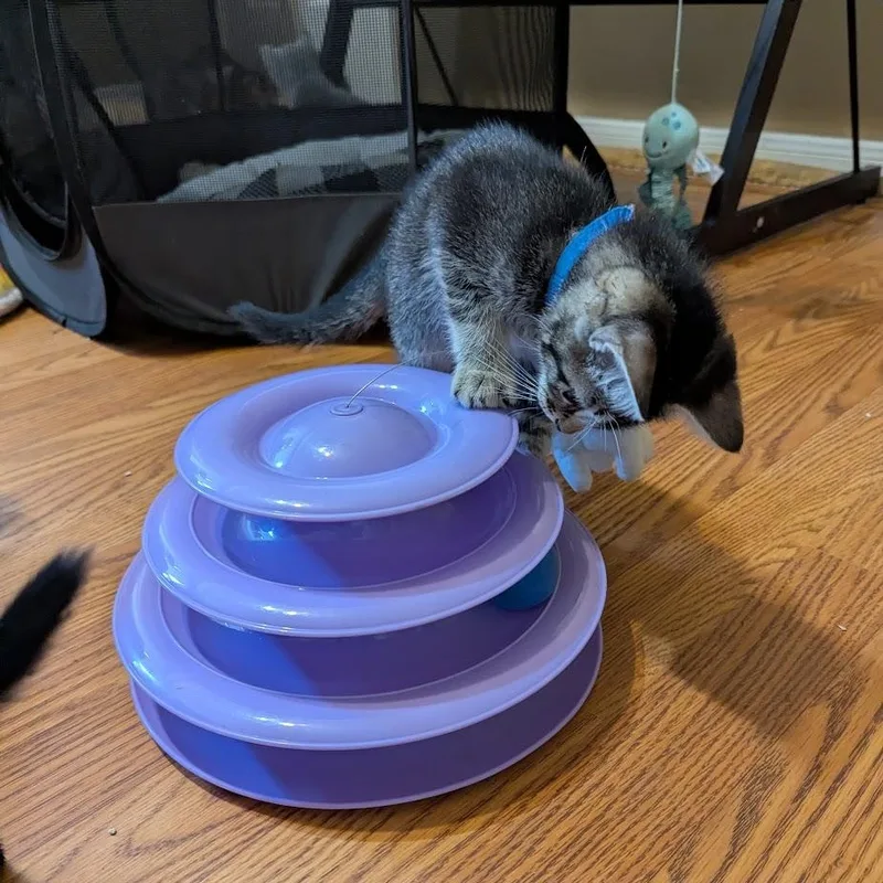 A baby small-sized male Tabby (Brown / Chocolate) Domestic Short Hair cat named Elm for adoption in Liverpool, TX