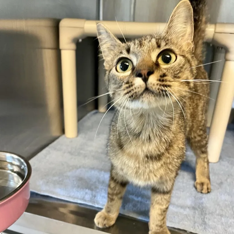 A young medium-sized female Gray / Blue / Silver Domestic Short Hair cat named Karma for adoption in Freeport, FL