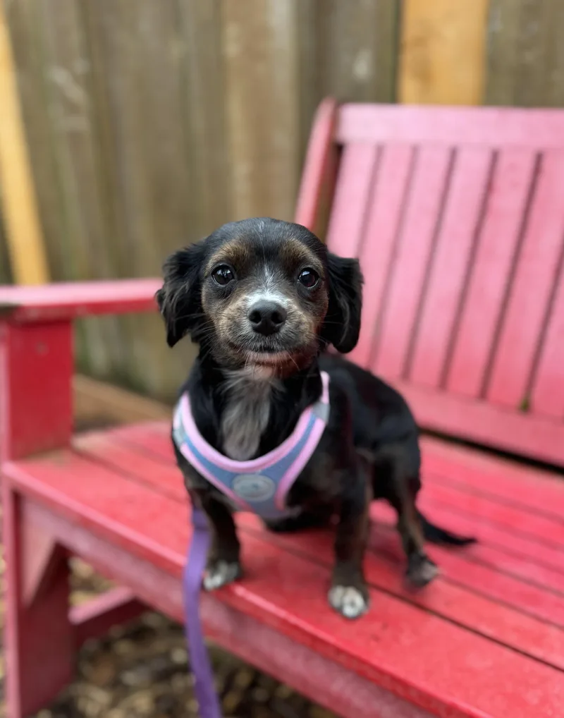 A young small-sized female Bicolor Spaniel dog named Lil Bit for adoption in lynnwood , WA