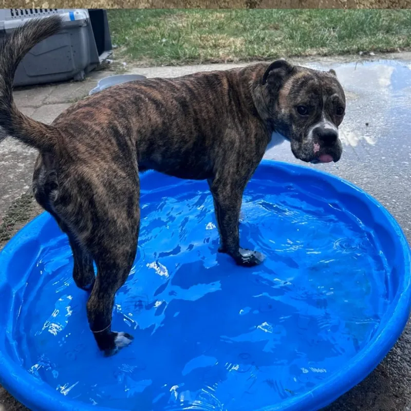 Good Boi thumbnail 6