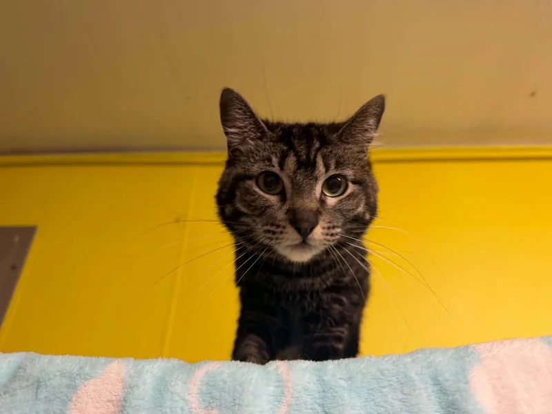 A young medium-sized female Tabby (Brown / Chocolate) Domestic Short Hair cat named Charlotte for adoption in St. Maries, ID
