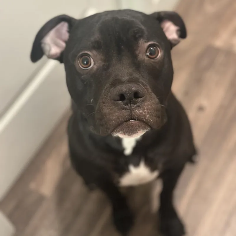 An adult large-sized male Black Pit Bull Terrier dog named Gandolf for adoption in Murray, UT
