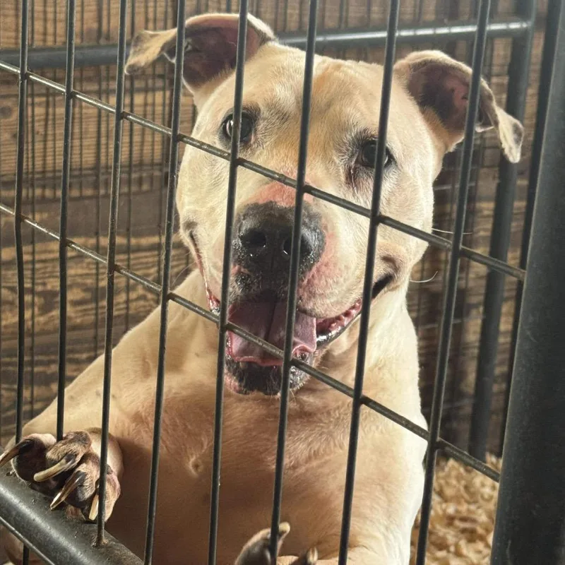 A senior small-sized female White / Cream Pit Bull Terrier dog named Dot for adoption in Anahuac, TX