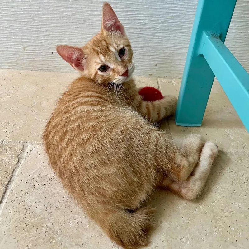 A baby small-sized male Orange / Red Domestic Short Hair cat named Olly for adoption in Waco, TX