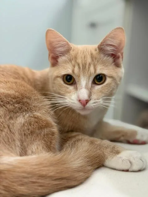 A young medium-sized female Orange & White Domestic Short Hair cat named Pastina for adoption in Wayne, NJ