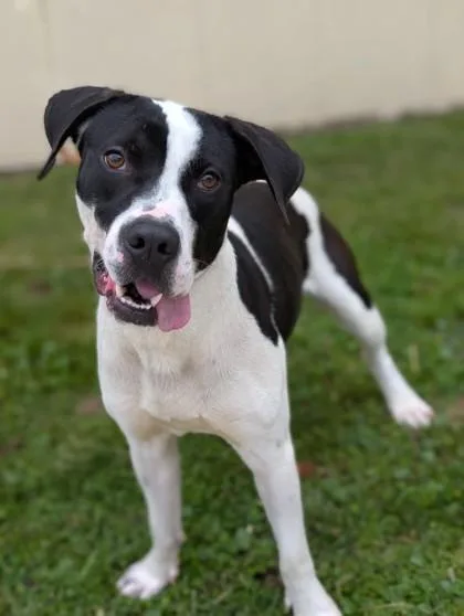 An adult medium-sized male Mixed Breed dog named Mow Cow for adoption in Gulfport, MS