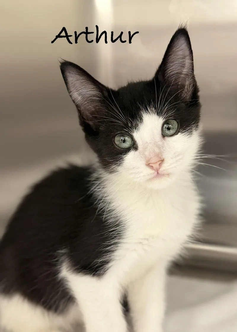 A baby medium-sized male Black & White / Tuxedo Domestic Short Hair cat named Arthur for adoption in Pawleys Island, SC