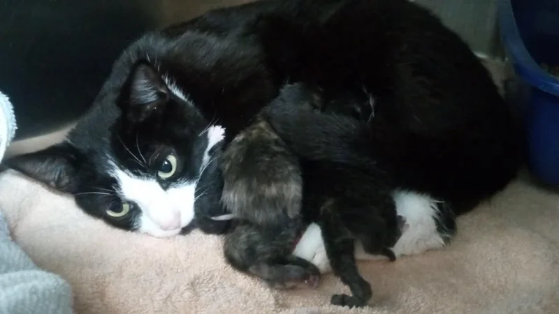 An adult medium-sized female Black & White / Tuxedo Domestic Short Hair cat named Unknown for adoption in Burgaw, NC