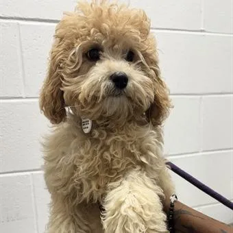 A baby small-sized female Apricot / Beige Poodle dog named Piper for adoption in Arlington, VA