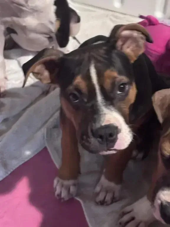 A baby medium-sized male Mixed Breed dog named Hawk for adoption in Grand Rapids, MI