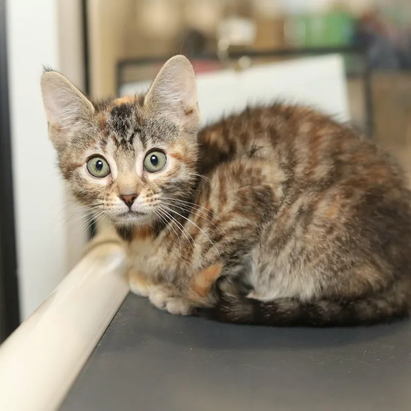 A baby small-sized female Torbie Domestic Short Hair cat named Bianca for adoption in Evansville, IN