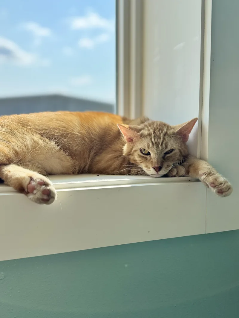 An adult medium-sized male Tabby (Orange / Red) Domestic Short Hair cat named Rory for adoption in Dodgeville, WI