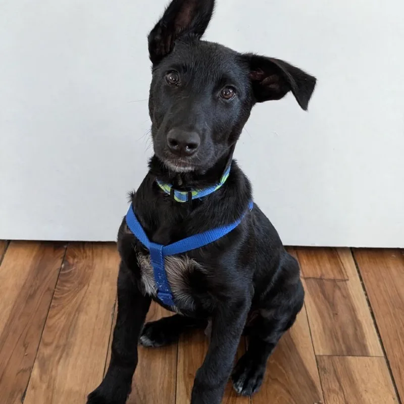 A baby small-sized male Black Mixed Breed dog named Remus for adoption in Cathlamet, WA