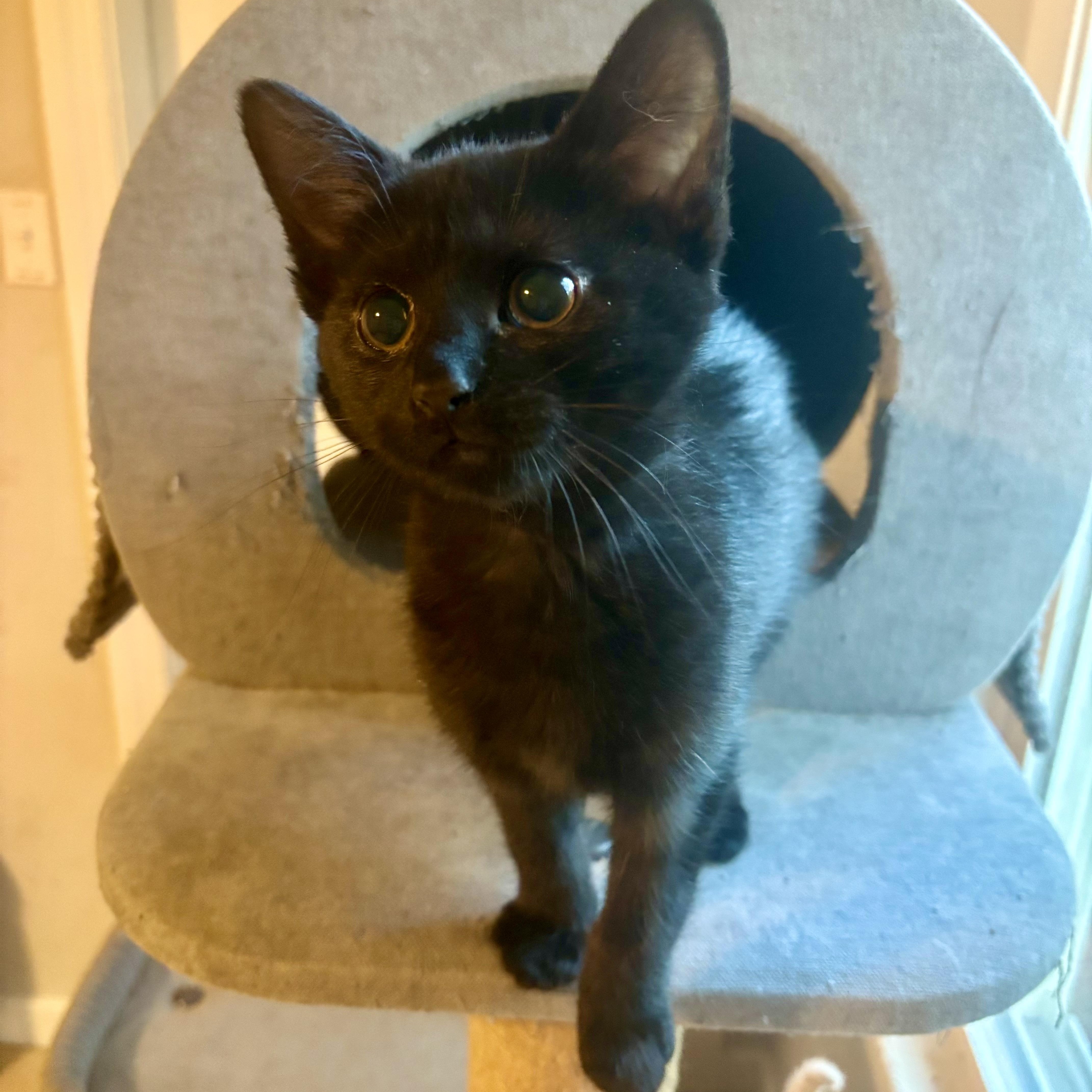 A baby medium-sized female Black Domestic Short Hair cat named Hugo Tea for adoption in Richmond, VA