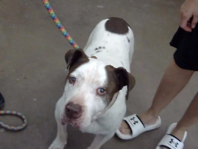 A senior large-sized male Mixed Breed dog named George for adoption in Dallas, TX
