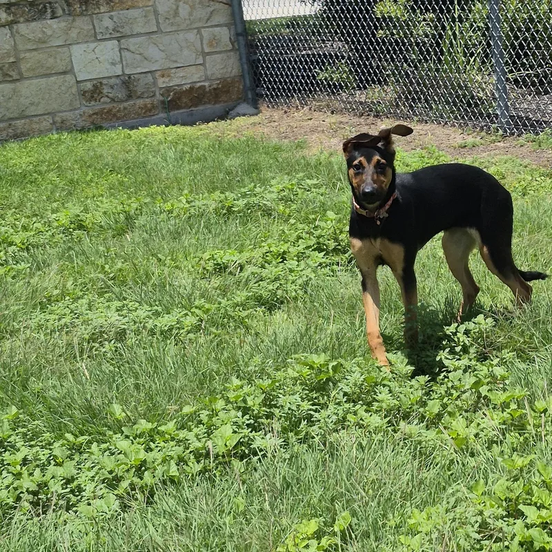 A young medium-sized female Mixed Breed dog named Starfire for adoption in Schertz, TX