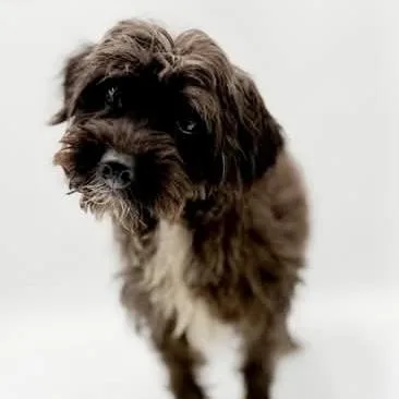 An adult small-sized male Schnoodle dog named Eugene Muslee for adoption in Thompson's Station, TN