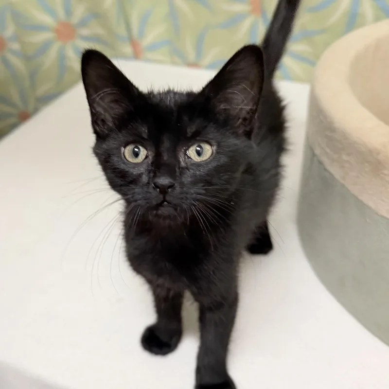 A baby medium-sized female Black Domestic Short Hair cat named Velvet for adoption in Libertyville, IL