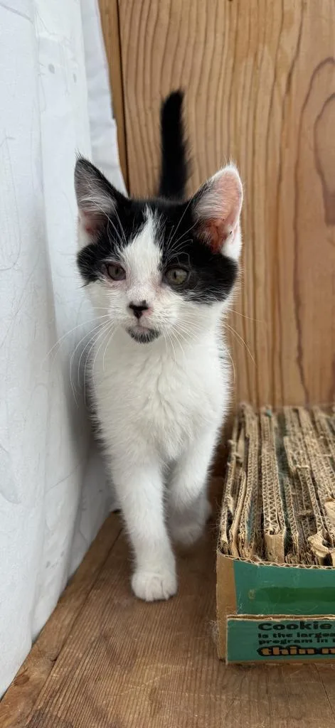 A baby medium-sized female Domestic Short Hair cat named Little Orphan Annie for adoption in Athens, OH