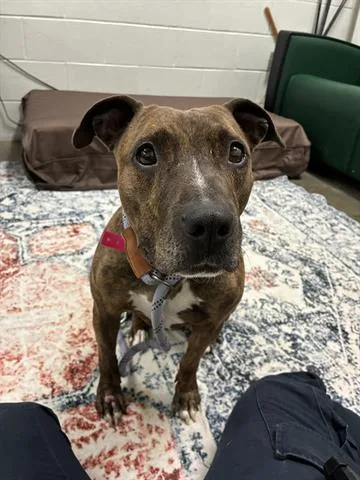 A young medium-sized female Pit Bull Terrier dog named Wisp for adoption in Dayton, OH