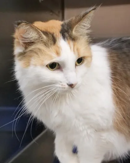 Sophie