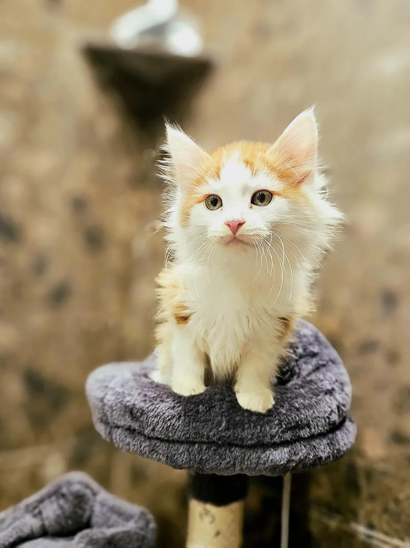 Nacho And Max thumbnail 4