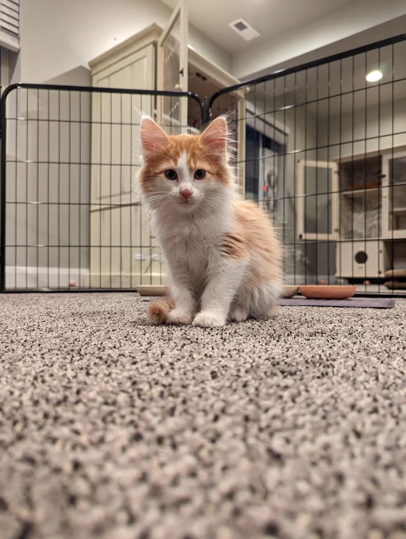 Nacho And Max thumbnail 6