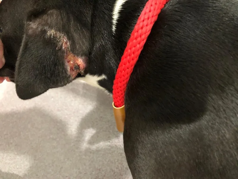 Roxy thumbnail 5