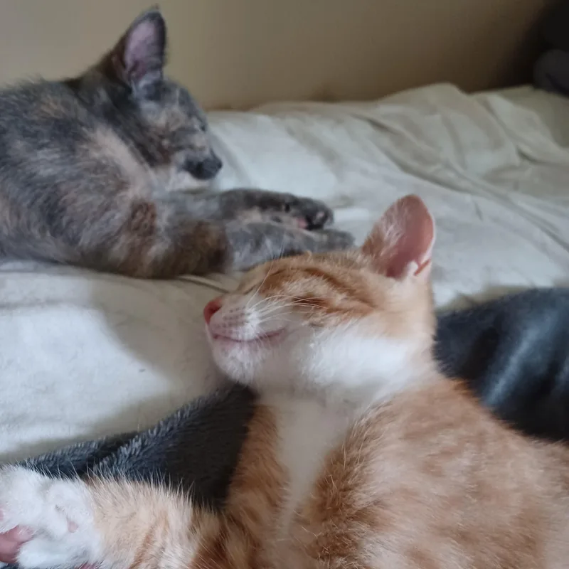 A baby small-sized female Orange & White Domestic Short Hair cat named Daphne for adoption in Milwaukee, WI