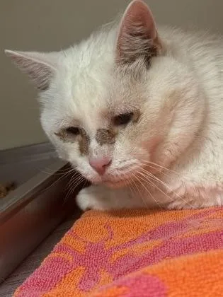 A senior large-sized male Domestic Medium Hair cat named Mr. Isaiah for adoption in Chamblee, GA
